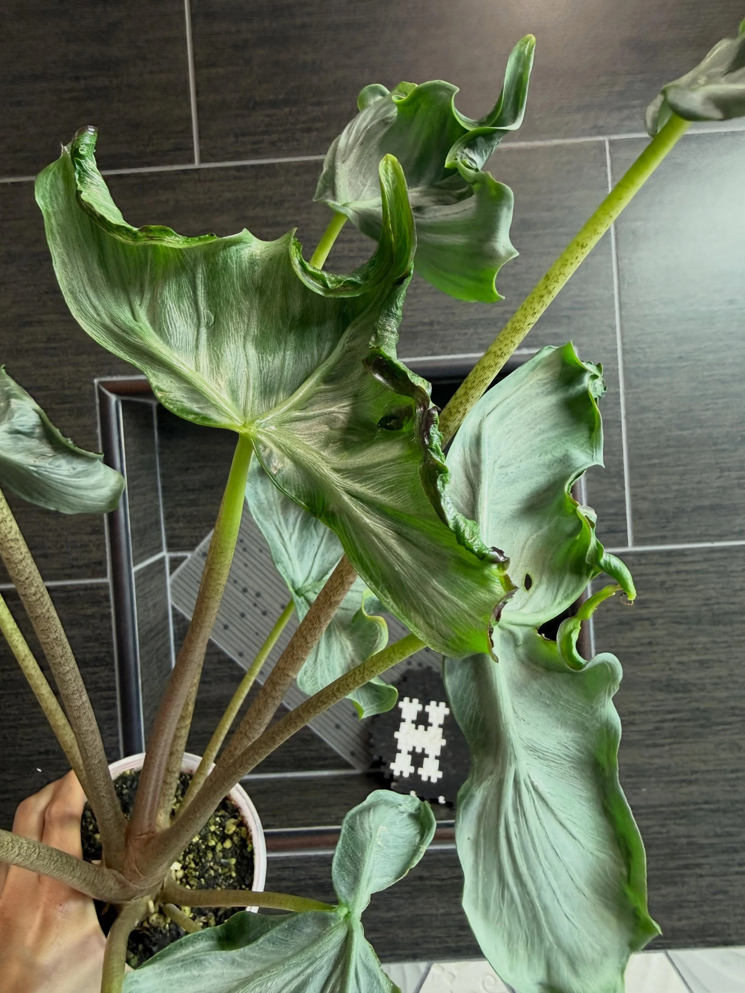 ALOCASIA 'HOLY GRAIL' — Aroidpedia